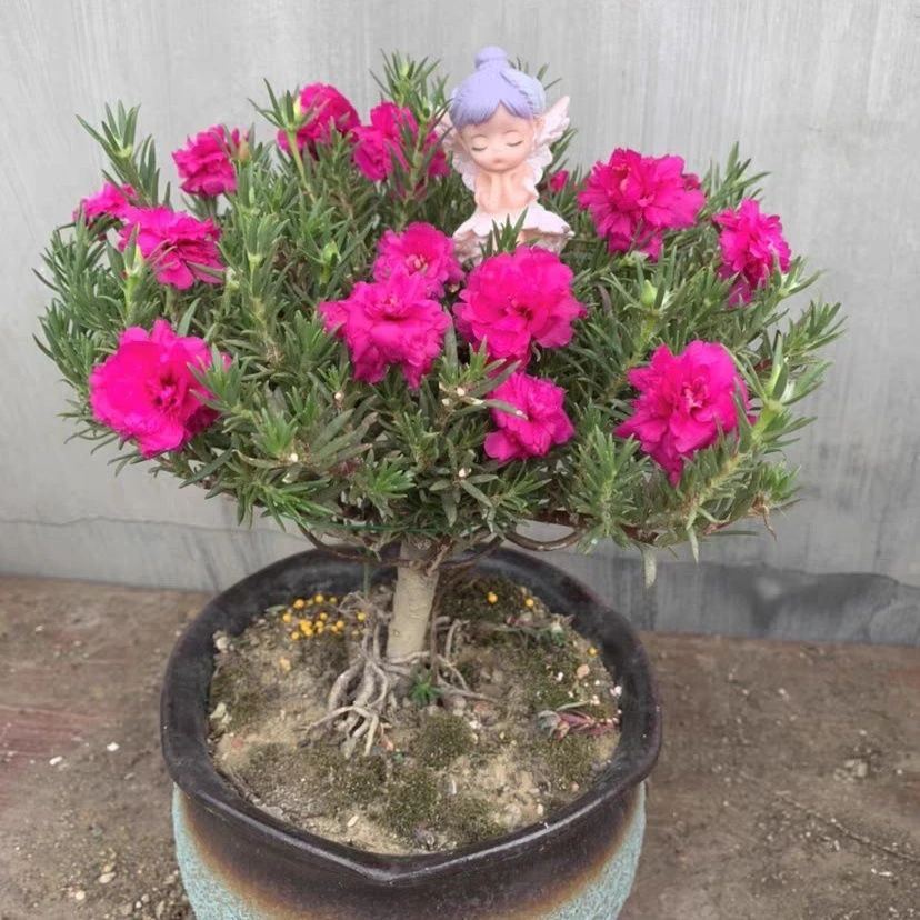 宿根太阳花老桩重瓣老苗多年生牡丹玫红王老桩太阳花带根桃子花苞