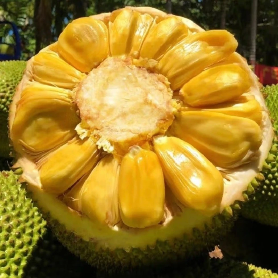 （7-8斤）超甜菠萝蜜整果一个