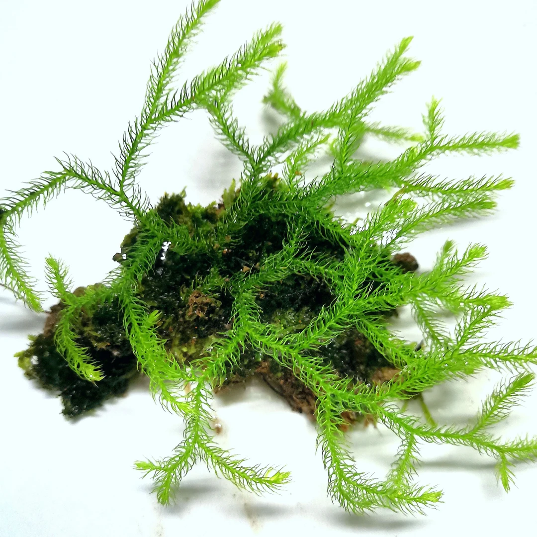 溪流池水陆缸龟缸绿植造景素材石松伏石蕨乌蕨彩虹蕨石橄榄等