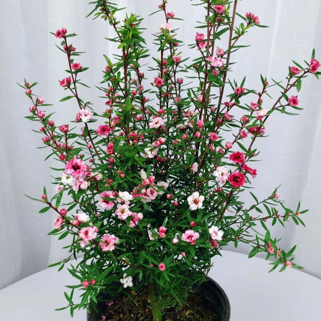 基地发货松红梅花卉盆栽耐寒耐热植物南方北方室内开花盆栽绿植