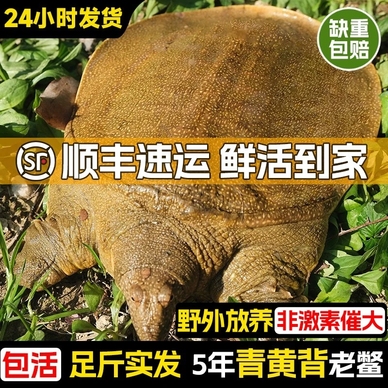 【买一送一】两只合计4.5-5斤黄背老甲鱼外塘生态放养顺丰冷链包邮