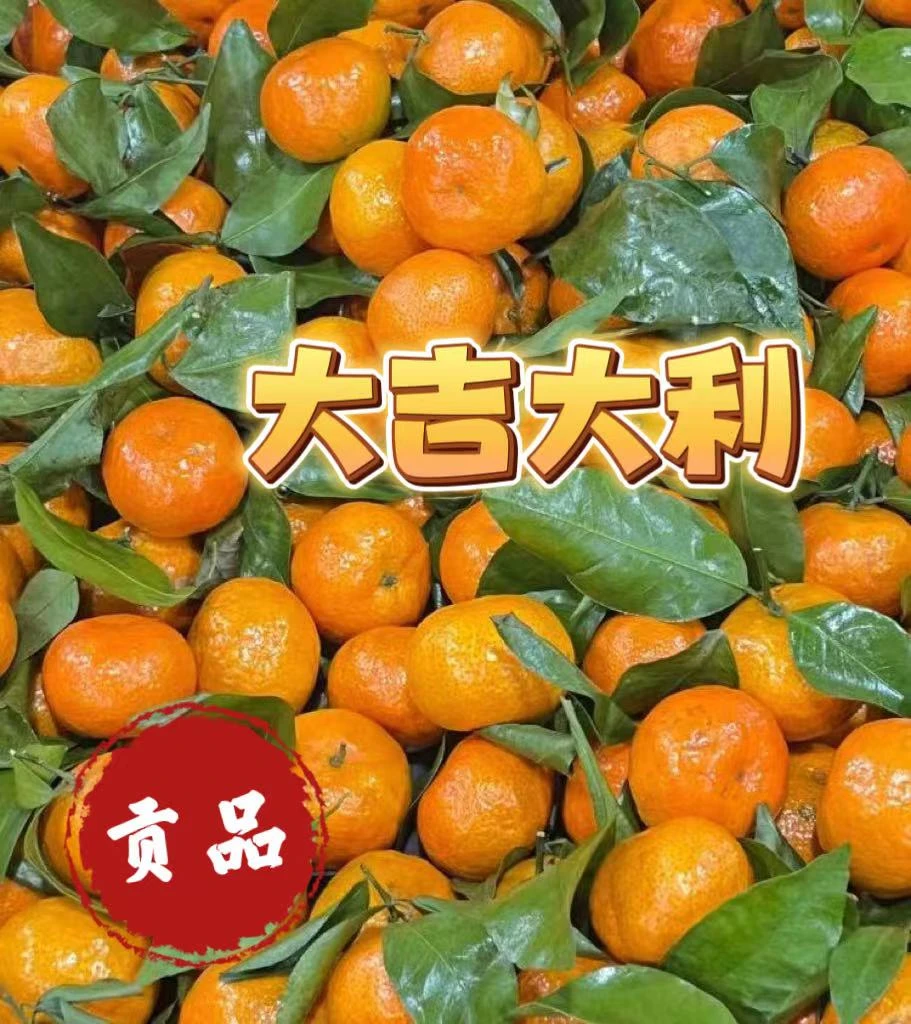 活动砂糖橘1000克