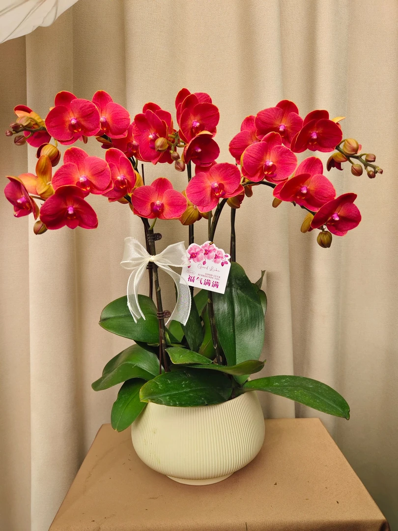 [金吉利]3.5寸杯橙红色系经典蝴蝶兰带花精致组盆鲜花绿植开花多