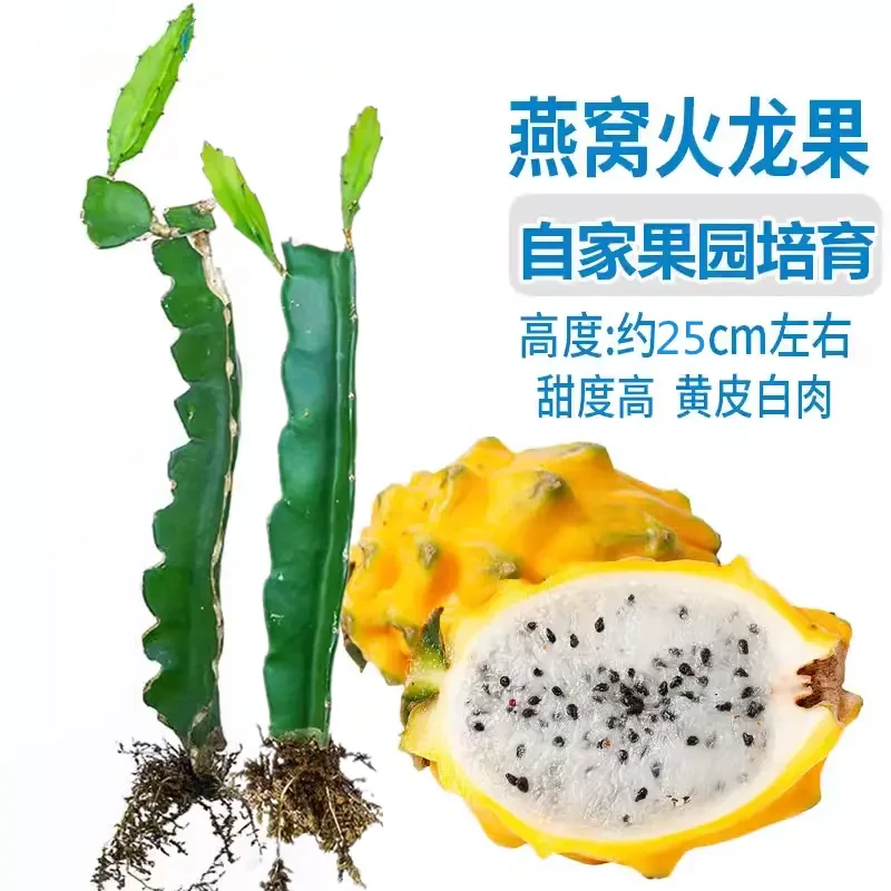 基地发货燕窝火龙果苗果黄皮红肉火龙果树苗黄心果苗盆栽四季结果