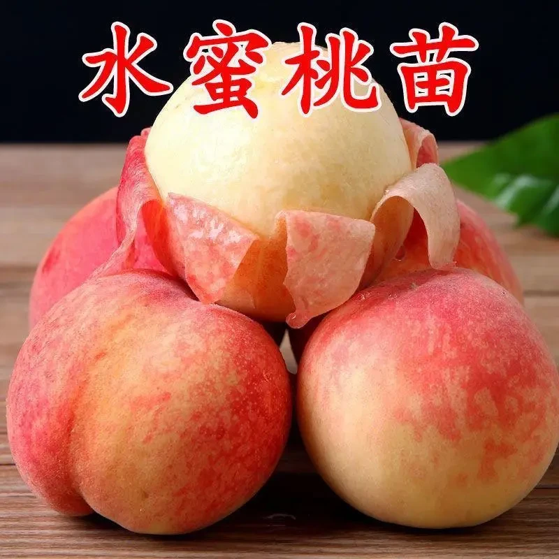 新品种特大超甜嫁接水蜜桃树苗带土果树苗大黄桃树苗南方北方种植