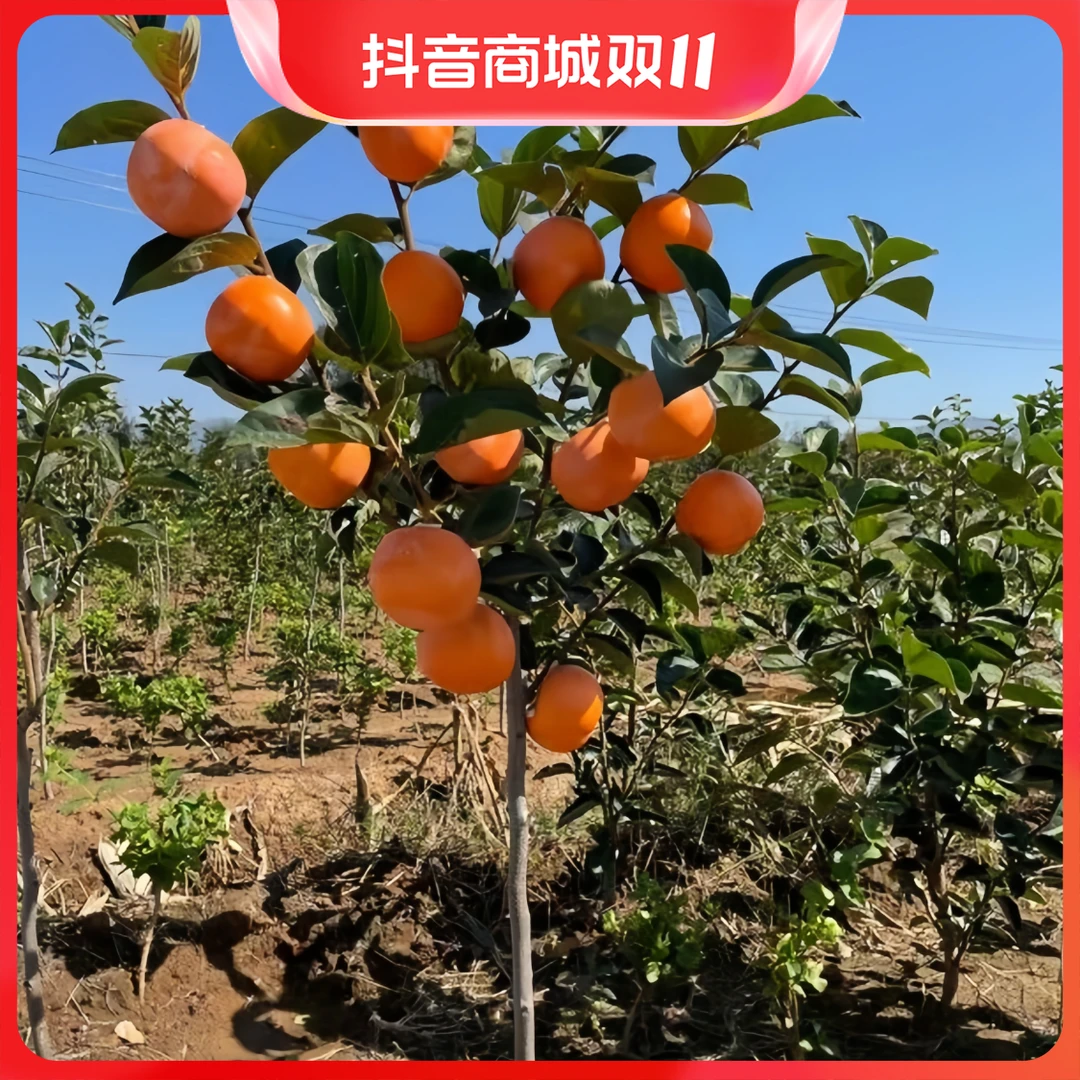柿子果树苗柿子树苗柿子树盆栽果树水果树苗果树太秋脆甜柿子树