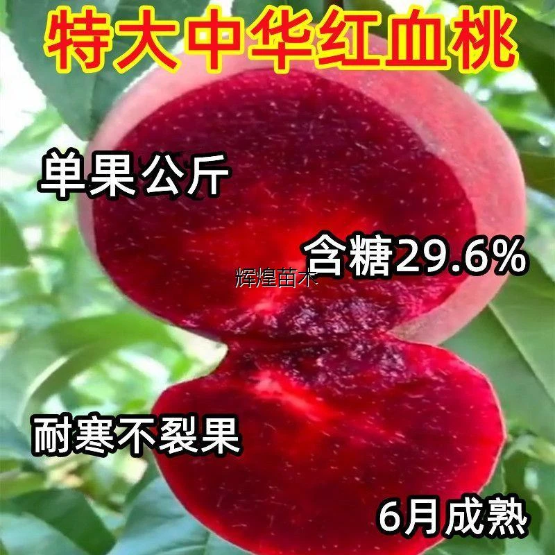 嫁接桃树苗新品种特大血桃苗耐寒盆栽地栽南北方种植当年果树果苗