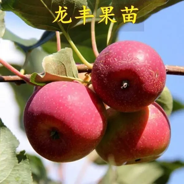 龙丰果树苗 东北大秋果苗 嫁接龙丰果树苗耐寒沙果树苗当年结果