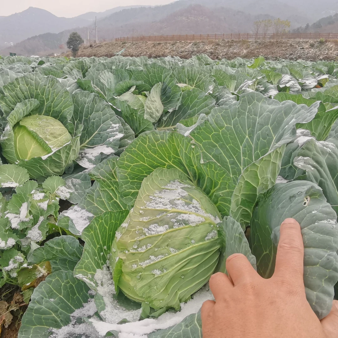 龙山包心菜，脆甜爽口（2个装）