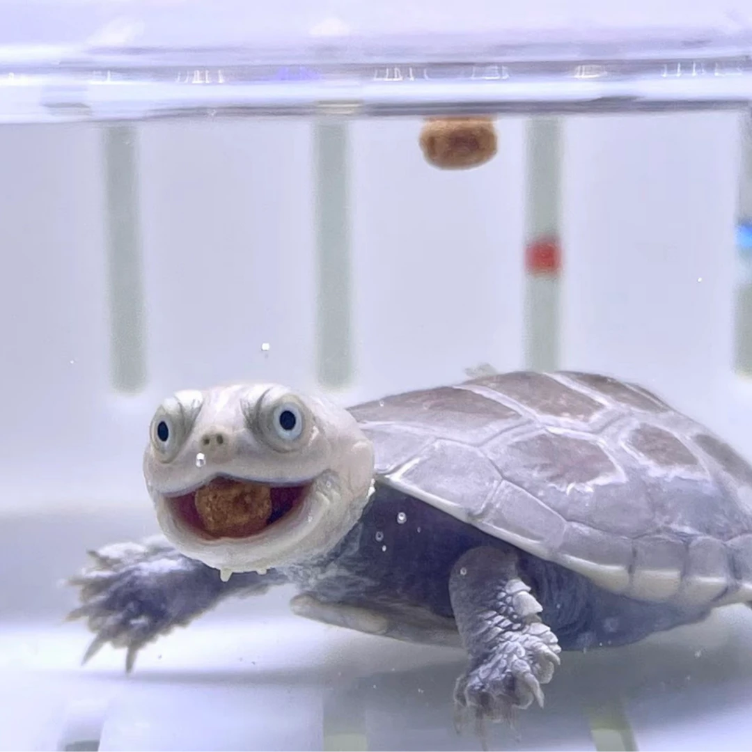 直播间链接黄头西非沼泽龟麝香龟剃刀龟头盔蛋龟