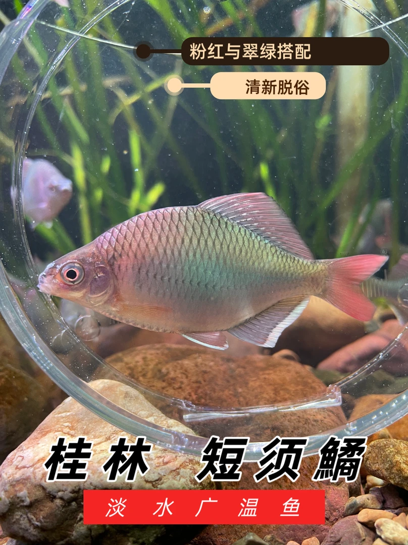 短须鱊，观赏鱼，广温淡水鱼，原生鱼，桂林短须鱊，鳑鲏