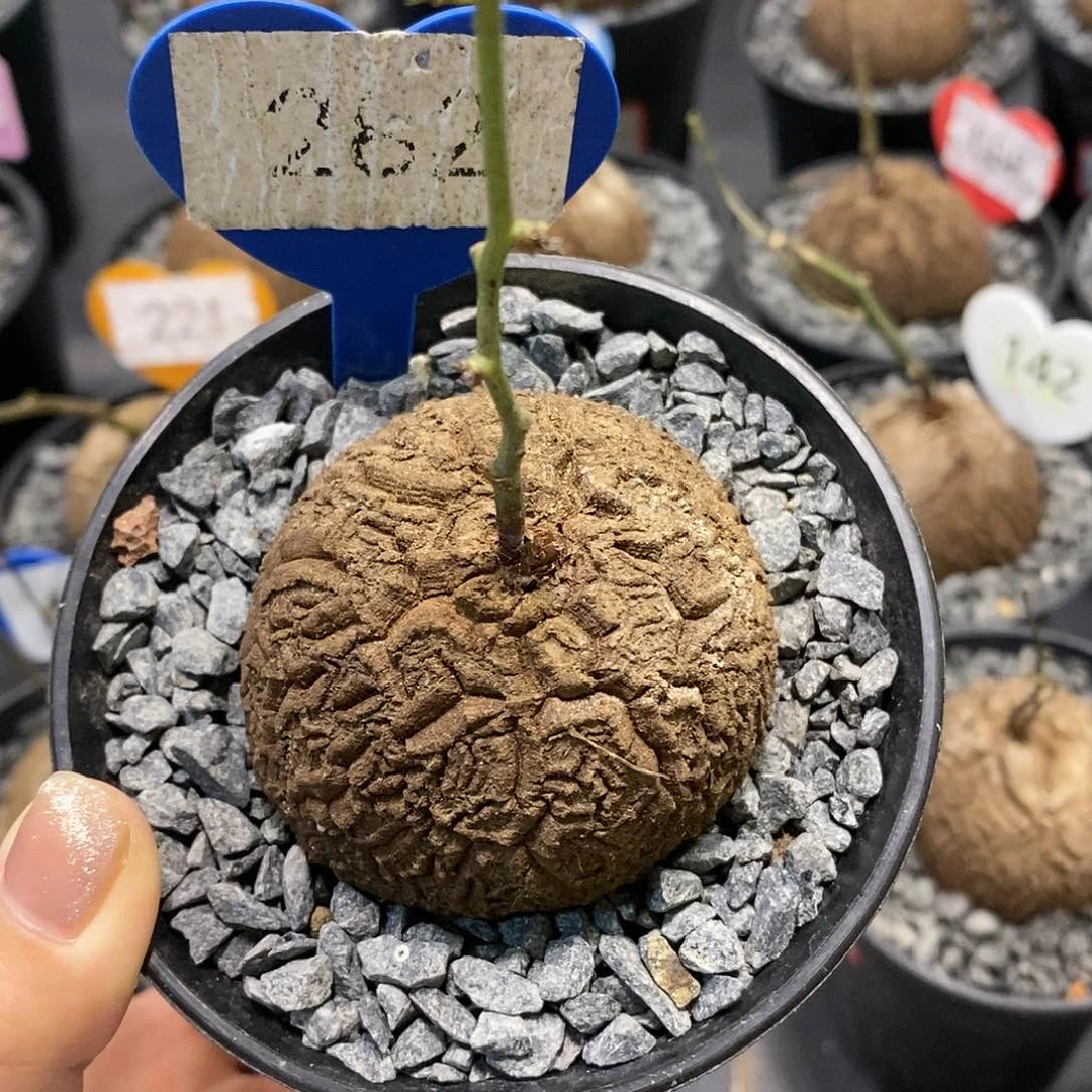 草****)南非龟甲龙龟甲龙