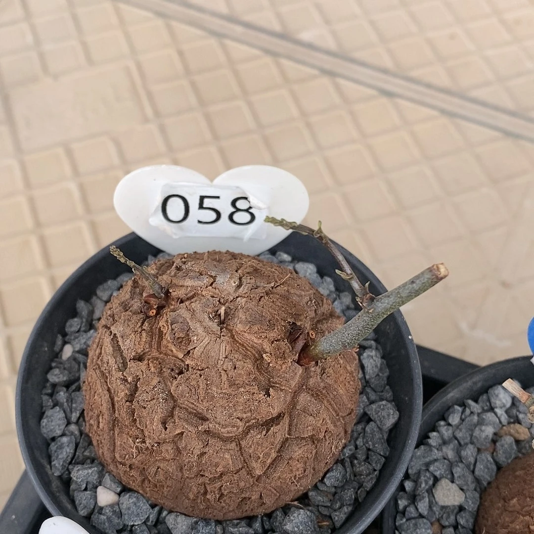 南非龟甲龙龟甲龙