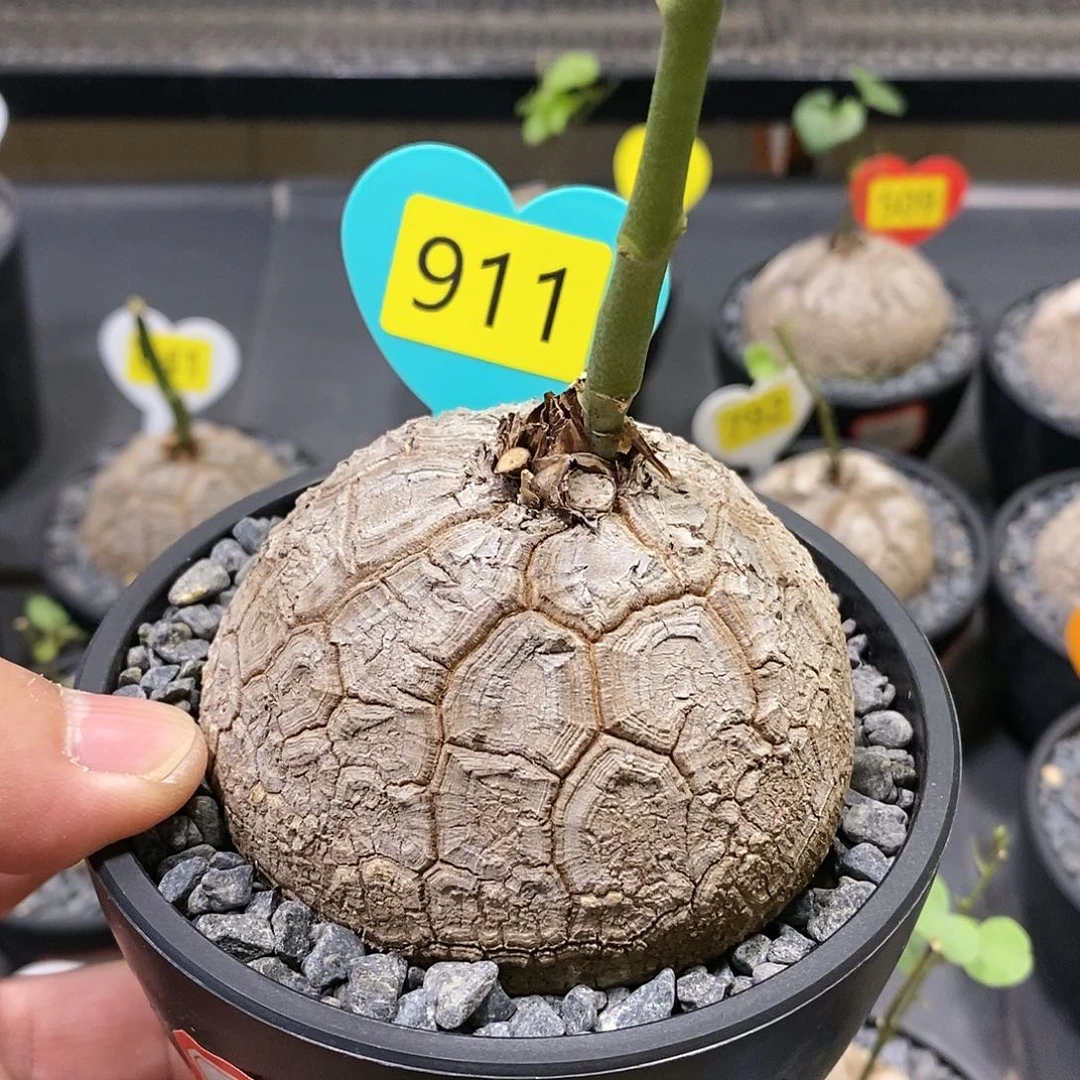 南非龟甲龙龟甲龙