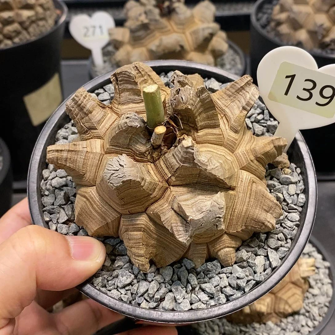 南非龟甲龙龟甲龙