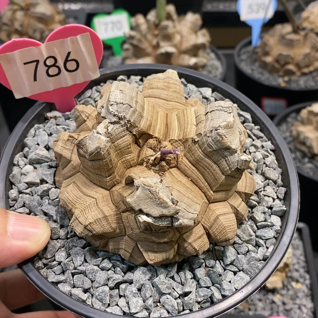 南非龟甲龙龟甲龙