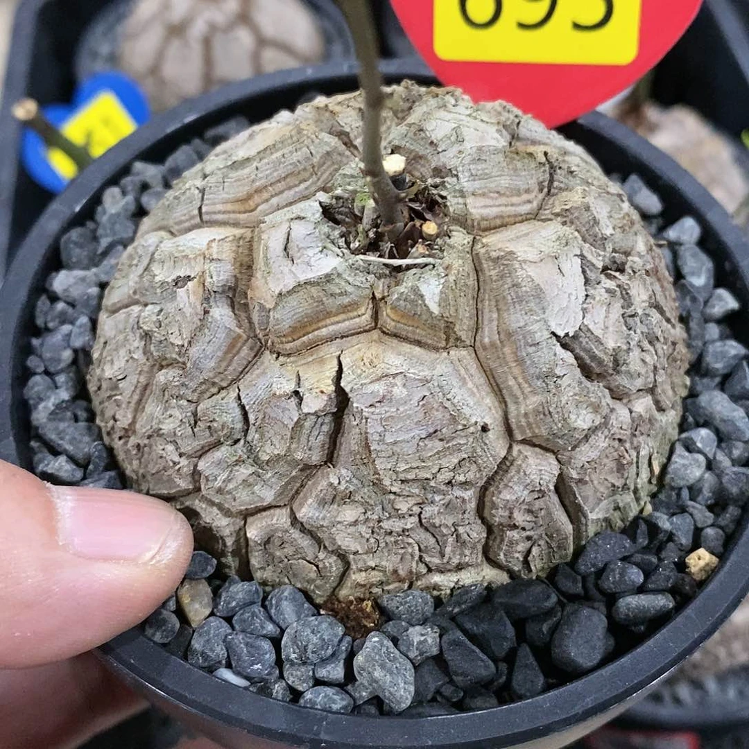 南非龟甲龙龟甲龙