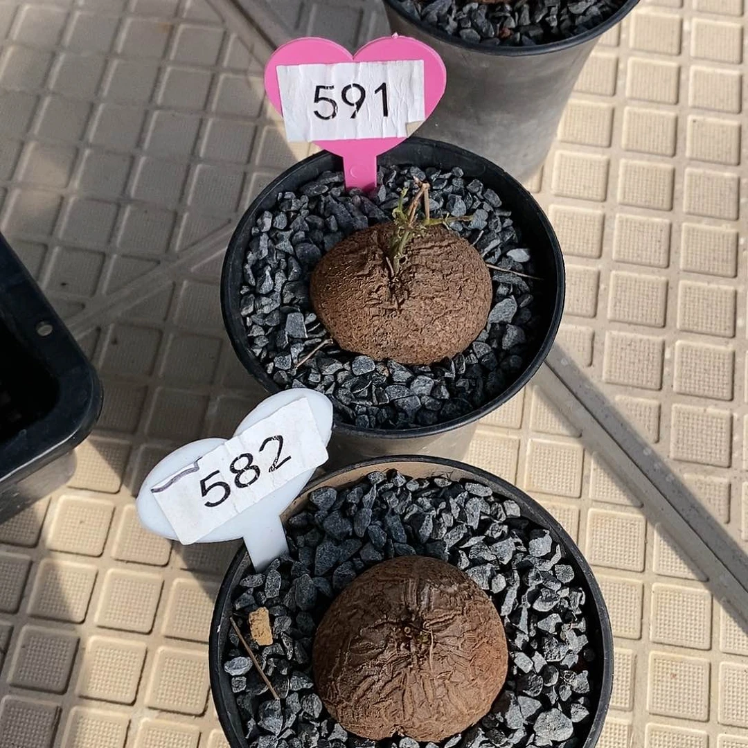 南非龟甲龙龟甲龙