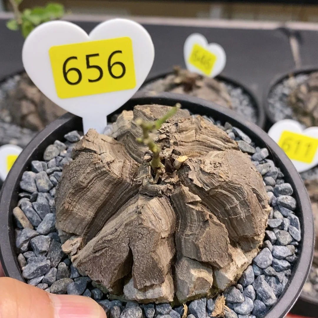 南非龟甲龙龟甲龙