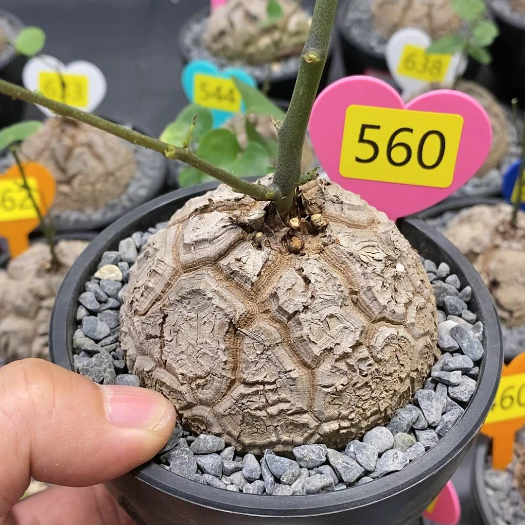 南非龟甲龙龟甲龙