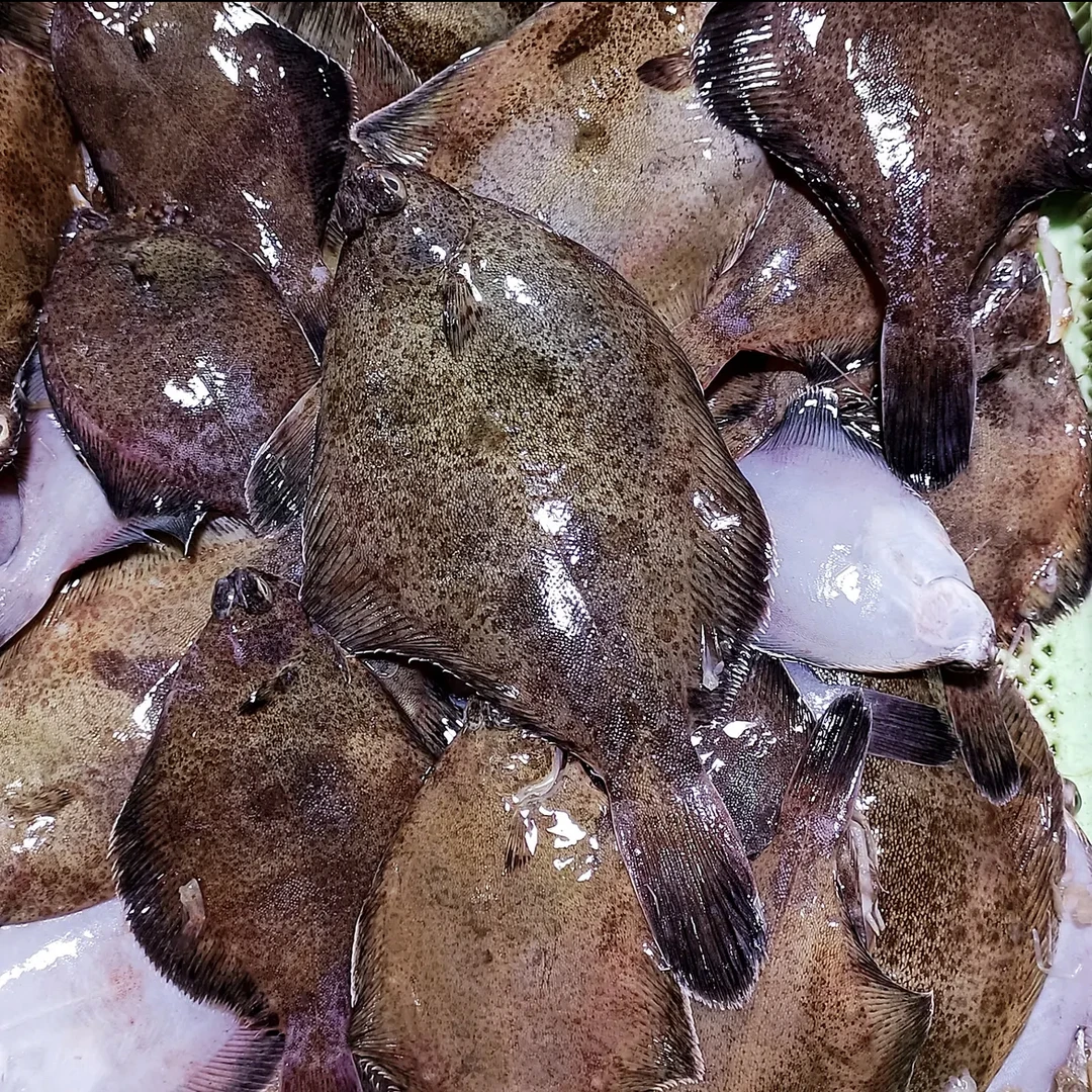 大连发货 新鲜八甲鱼 3斤
