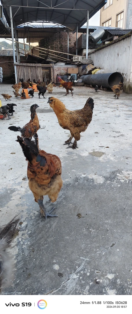 云南无量山纯种毛脚乌鸡