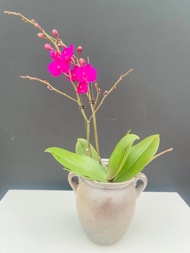 《满天红》2024年宵花客厅阳台办公新年鲜花绿植蝴蝶兰