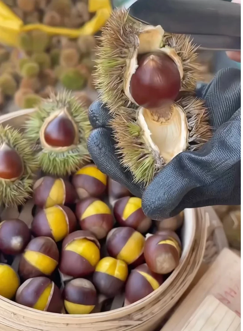 本地高山锥栗 【糯.香.甜】