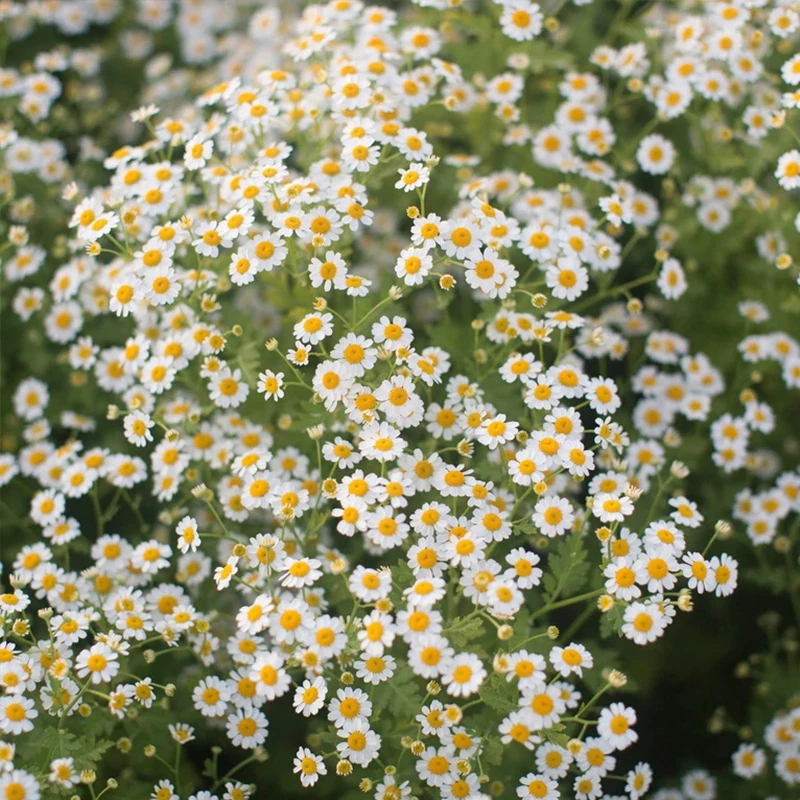 【陌上鲜花】草花配草系列（运损百分之十不售后）