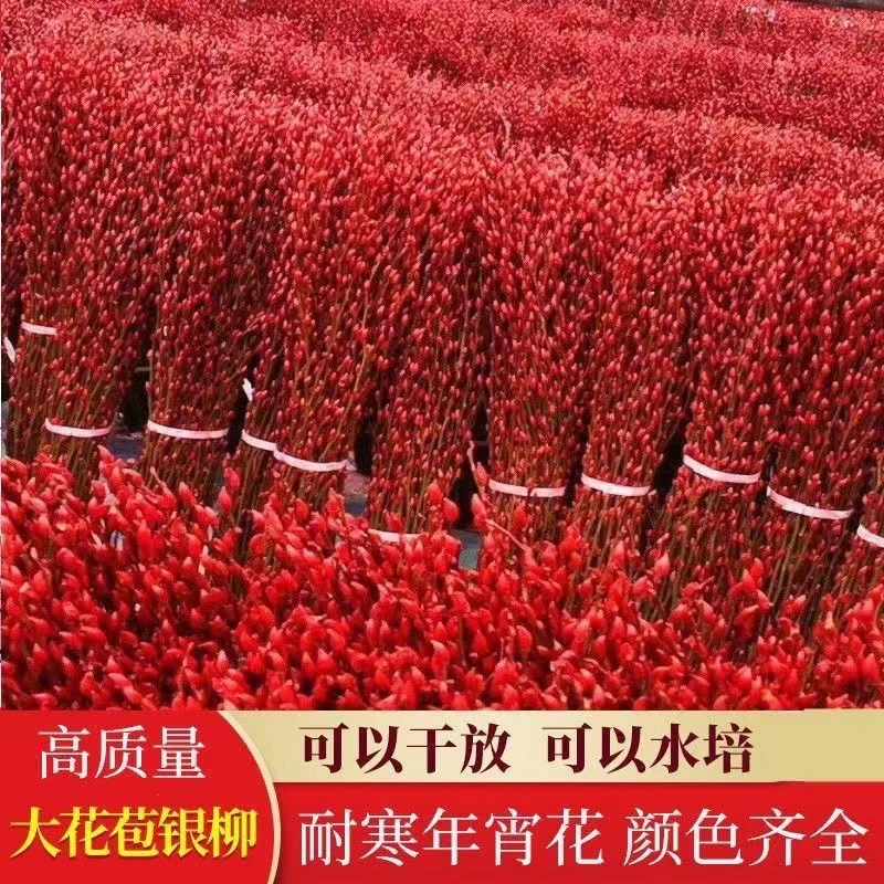 【福利】40-45厘米高银柳年宵花干花鲜枝真花卉冬季花卉室内搭配