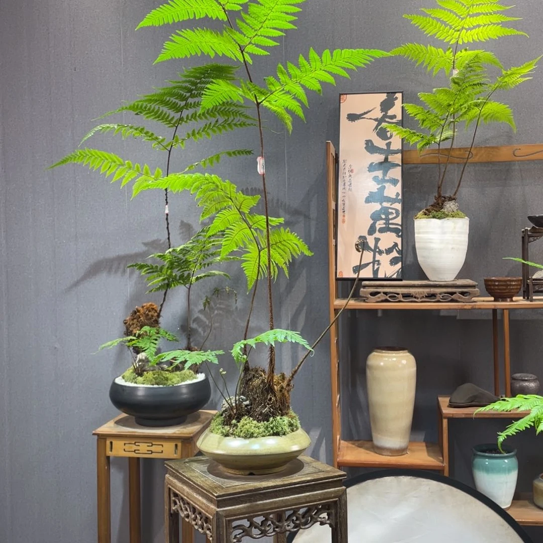 【闪购商品】用****0蕨类