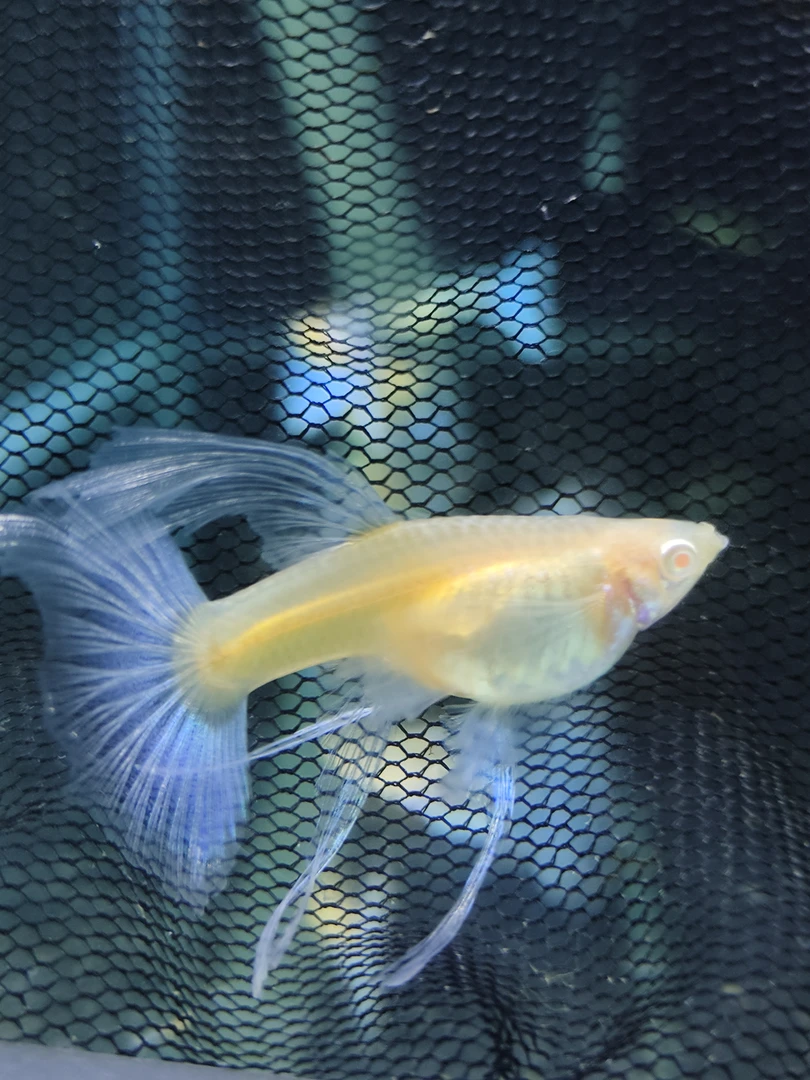 蓝白蝶翼大C欧翼蓝白孔雀鱼