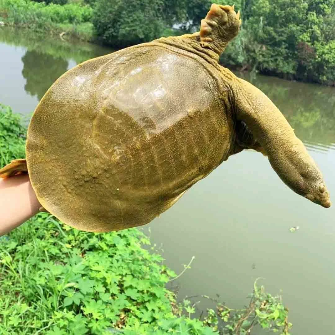 【盲拍】母甲鱼现抓 保底4斤2只生态散养不支持无理由退货拒签