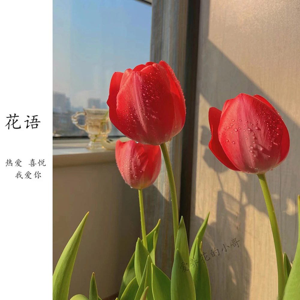 荷兰进口郁金香5度球【带芽发货】春化好大球30天开花室内室外种植