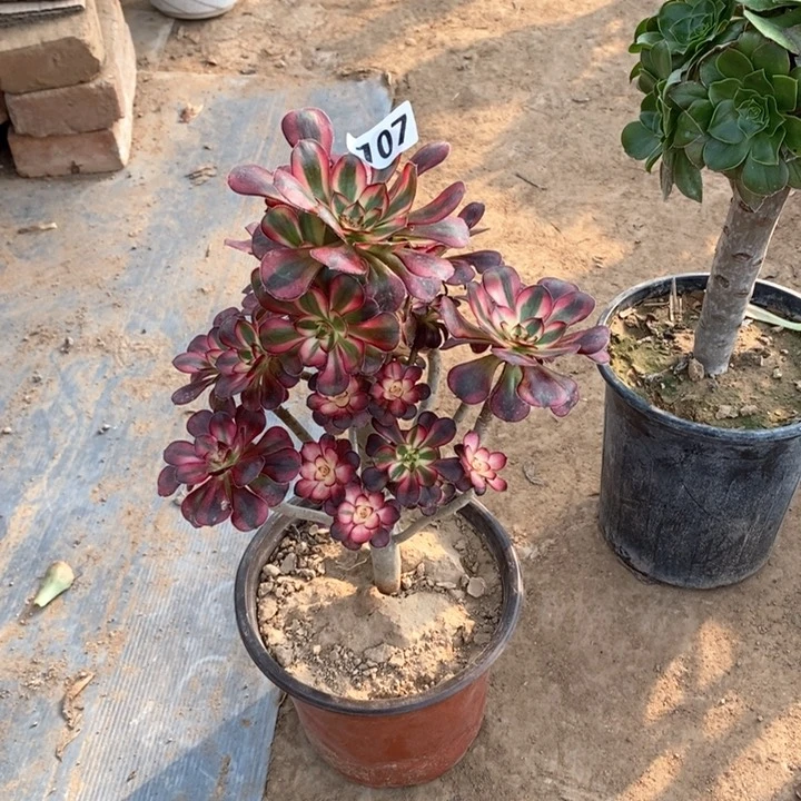 107丽娜多肉法师