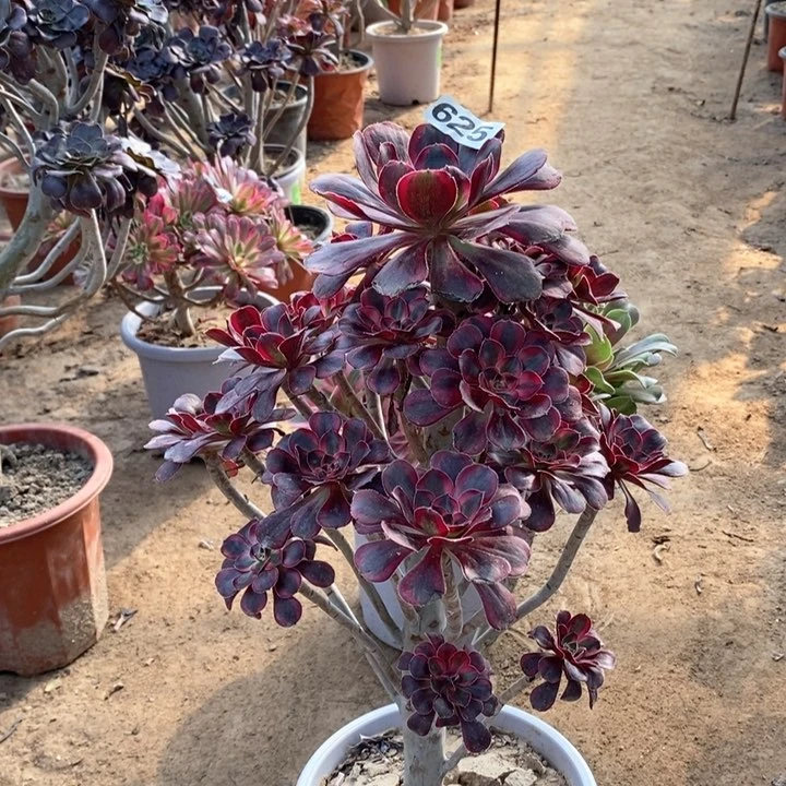 625丽娜多肉法师