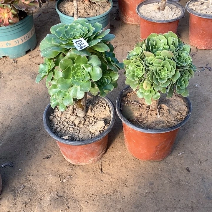 084，2棵13456788990