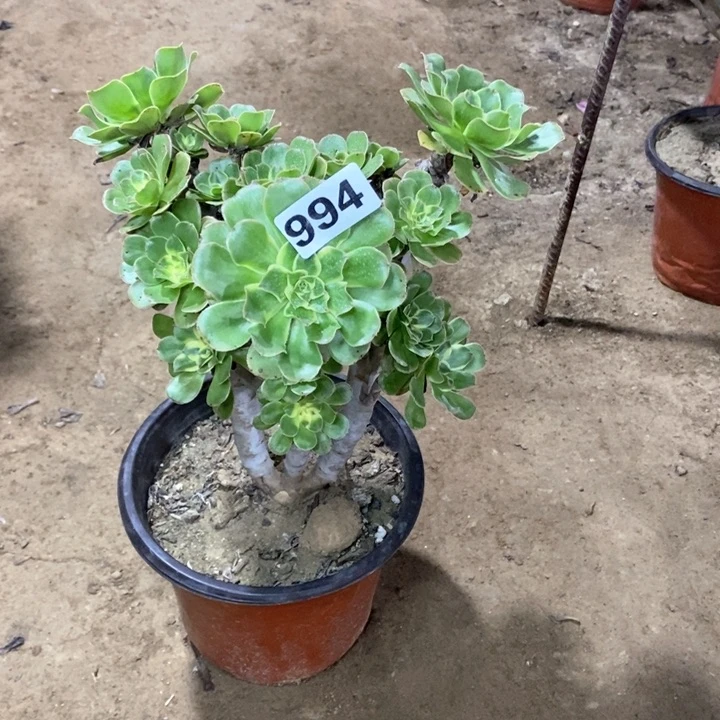 994艳日伞135677889