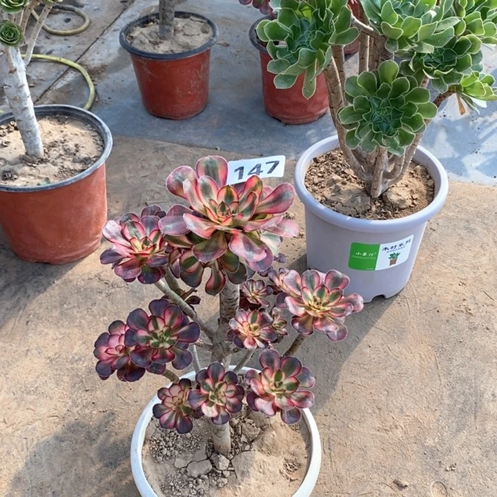 147丽娜多肉法师