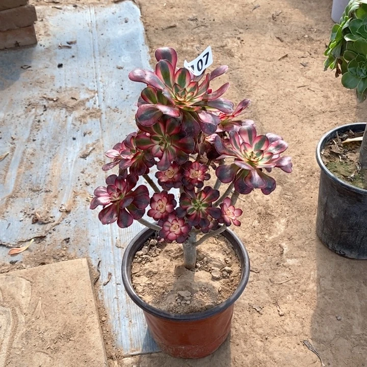 107丽娜多肉法师