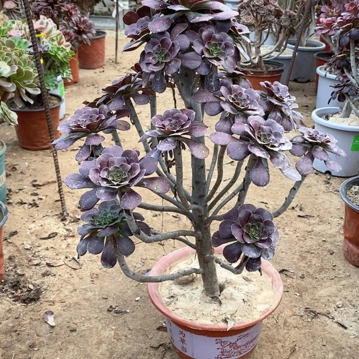 516圆叶红酒杯134578899