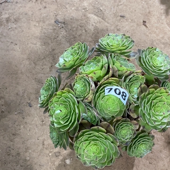 708万拉丝多肉法师