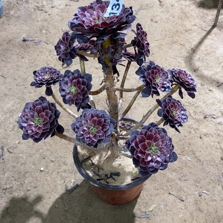 134黑铜壶134567889