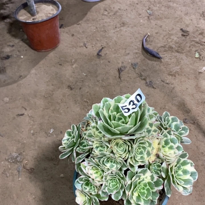 530迈巴赫多肉法师