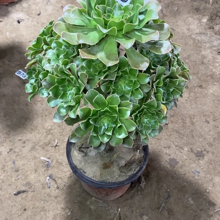 074绿法师135677888