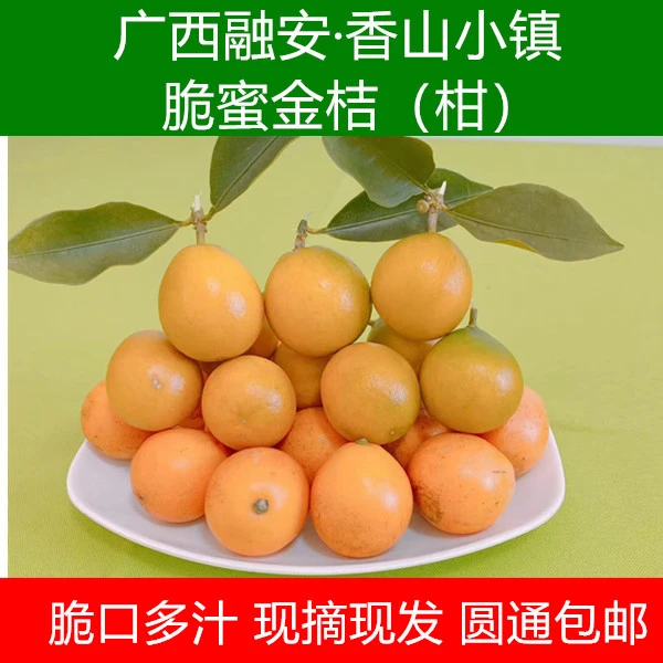 广西融安脆蜜金桔（中果）品尝款爆汁多汁