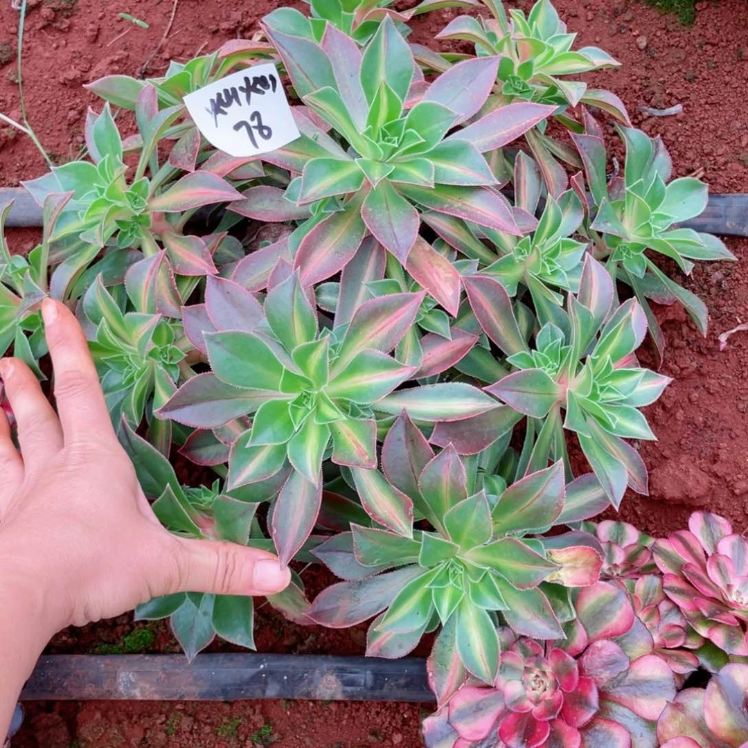 多肉枫叶绿体灿灿