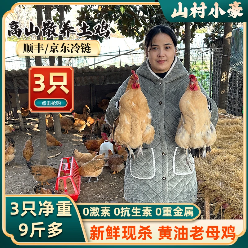 【山村小豪】放养900天黄油老母鸡 三只带内脏毛重14斤半 净重9斤多