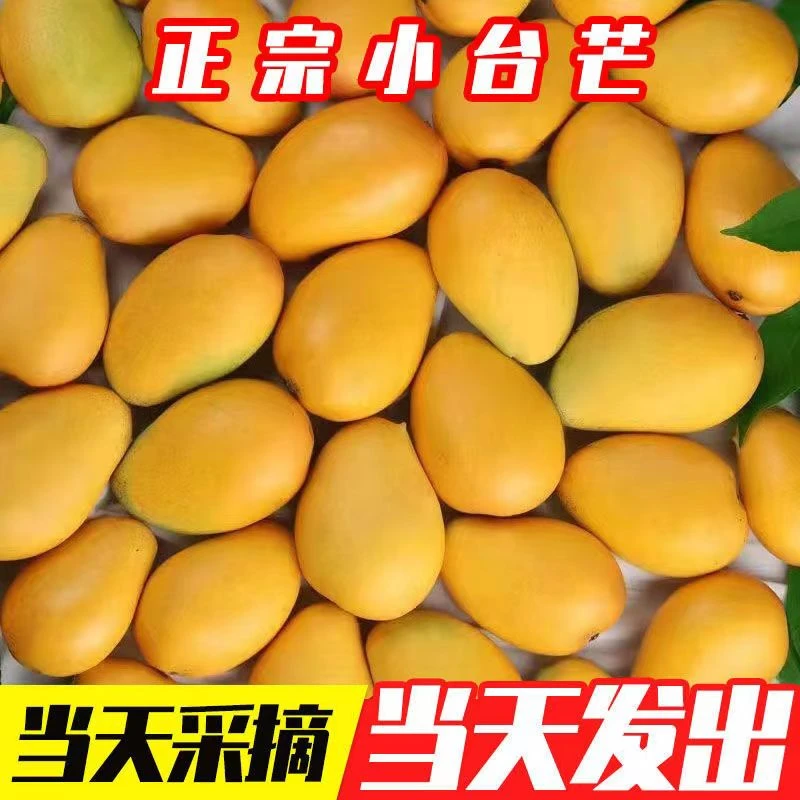 正宗云南小台农芒当季新鲜水果超甜现摘小台芒