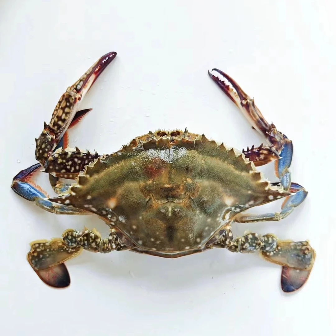 新鲜当地海捕梭子蟹 尝鲜3斤装 16-20只左右 1.5两【保鲜不保活】